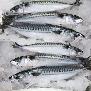 Horse Mackerel Fish Product 1