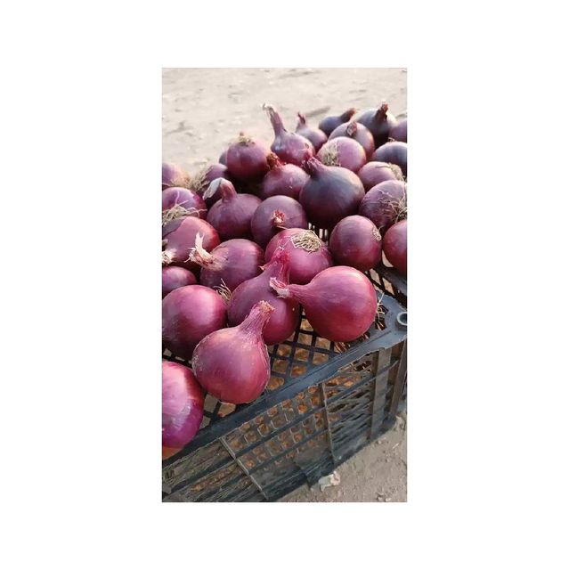 Fresh Red Grade Onion