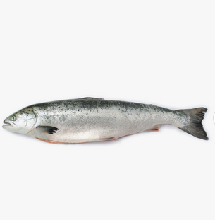 Fresh Frozen Mackerel Fish