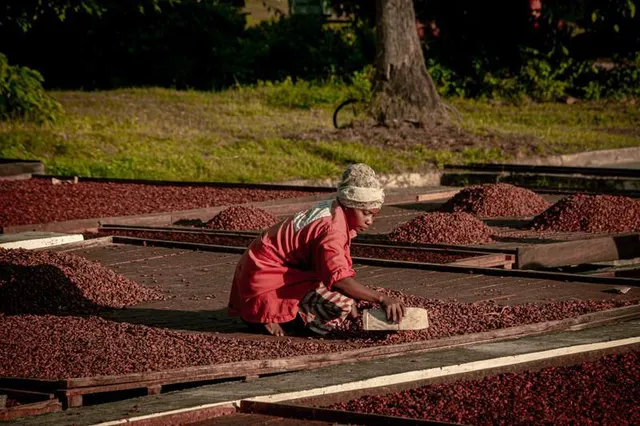 Processed cocoa beans ready for trade