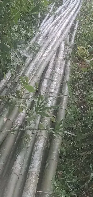 Bamboo Pole 2