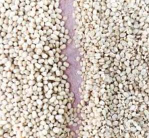 White Lentils Image 3