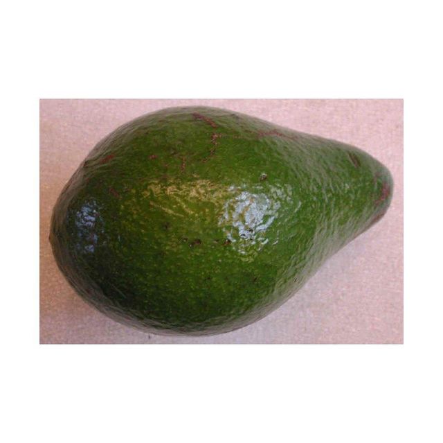 Premium Avocado