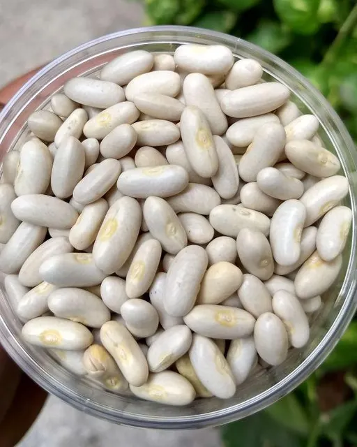 Top Quality Beans