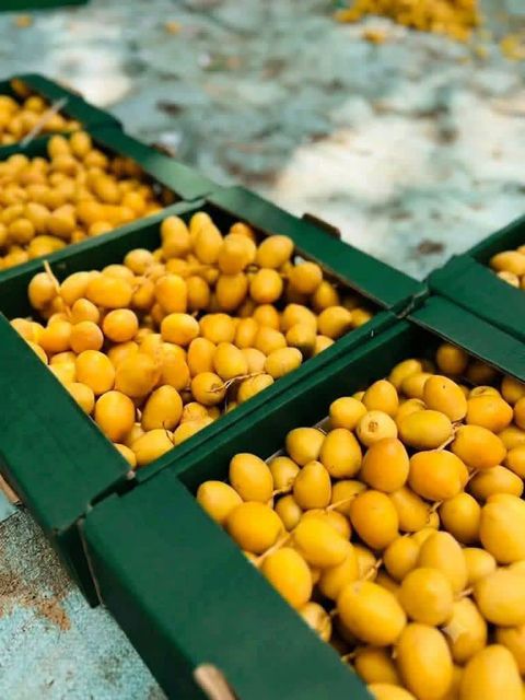 Packaging of Fresh Barhi Dates