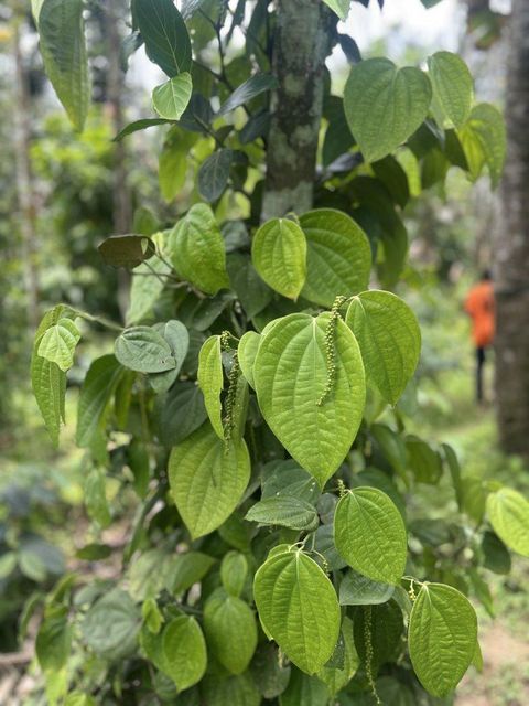 Black Pepper Products