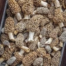 Morel Mushroom - Organic Quality