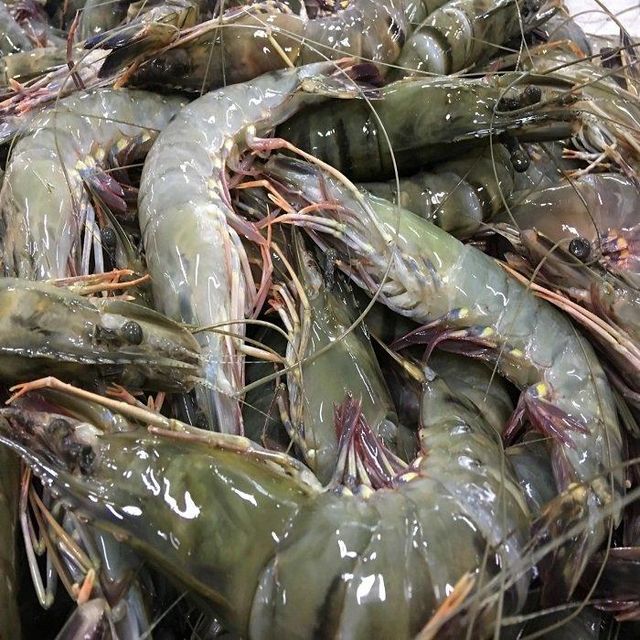 Frozen Black Tiger Shrimp