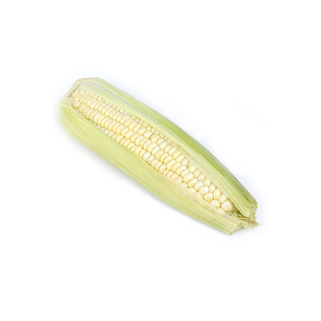 White Corn in Processing