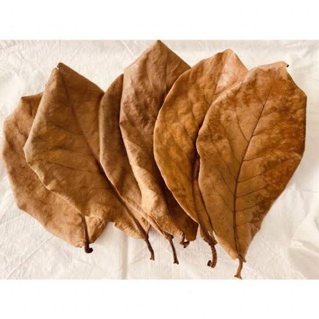 Cattapa Leaves Super Grade image 2