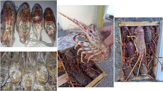 Frozen Red Spiny Lobster 4