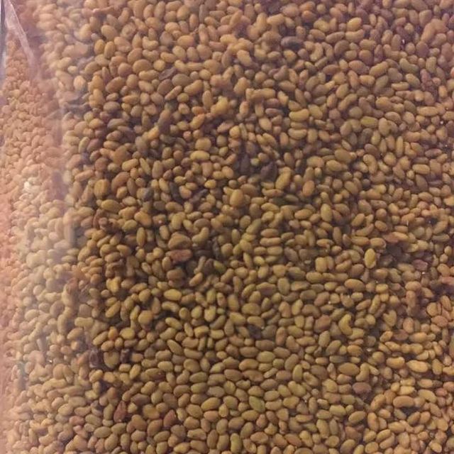 High Quality Alfalfa Seed