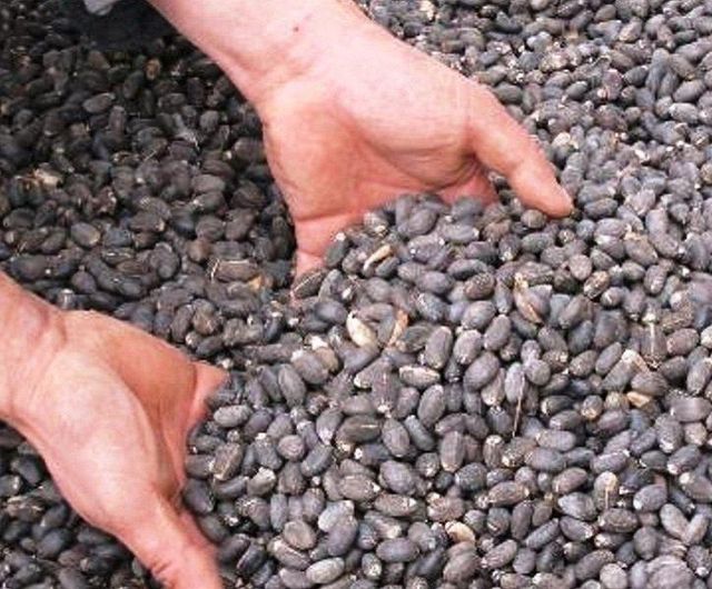 Jatropha Seed Image 1