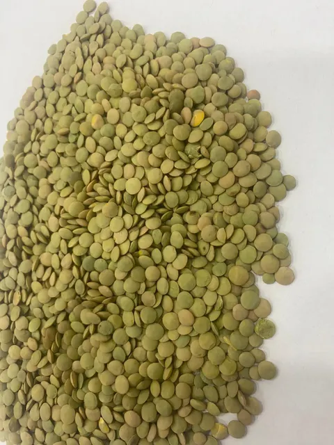 Green Lentils 1
