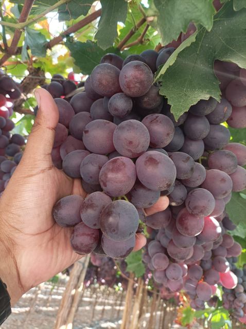 Fresh Grapes