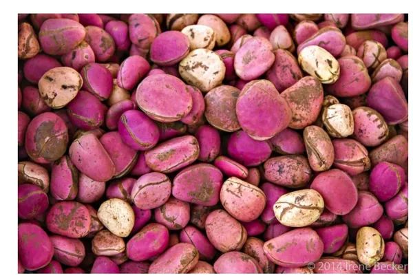 Kola Nut