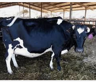Holstein Friesian Livestock
