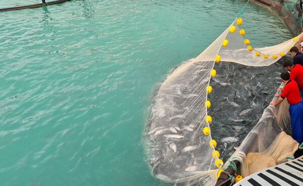 Turkish Salmon Farming