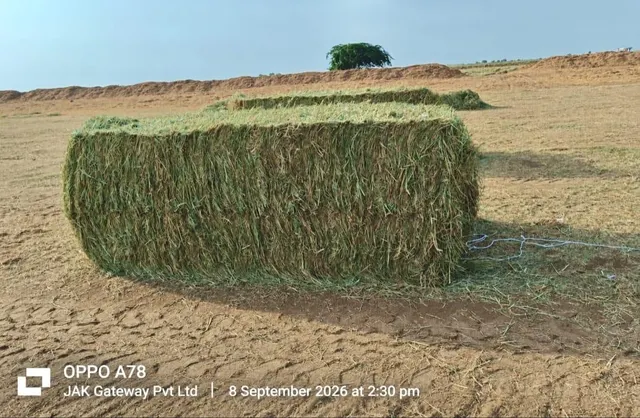 Close-up of Rhodes Grass Hay Texture