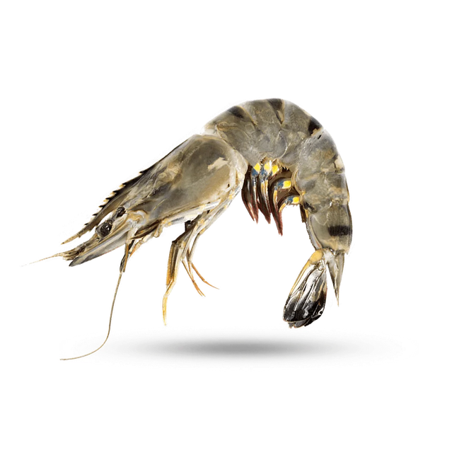 Resh Frozen Tiger Prawns