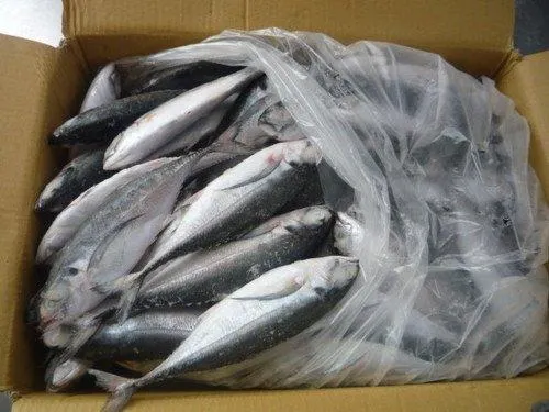 Frozen Mackerel Fish product - image 1