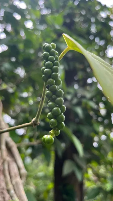 Packaging of black pepper product