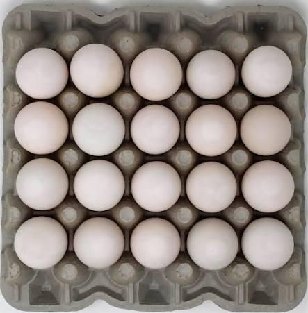 Fresh White Chicken Eggs Image 3