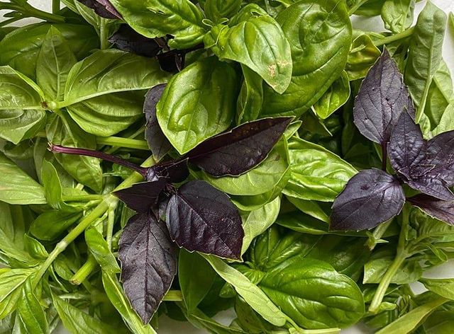 Basil Product 1