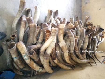 Paired Cow Horns 1