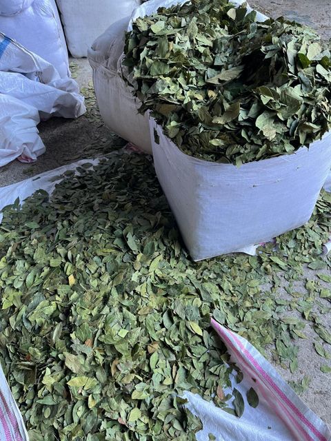 Bay Leaves Image 2