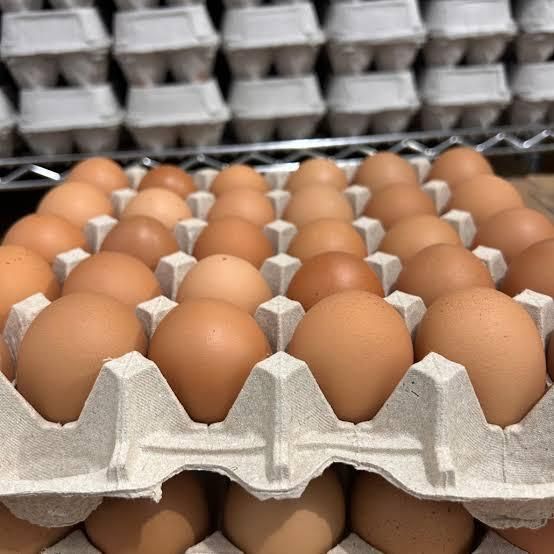 Close-up of brown eggs arranged on tray