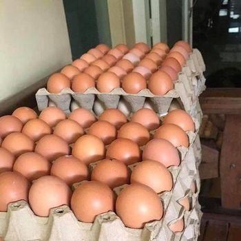 Chicken Egg