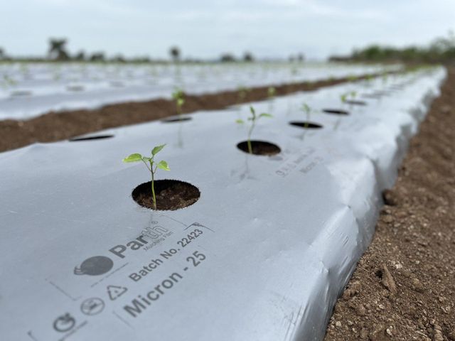 Mulching Film