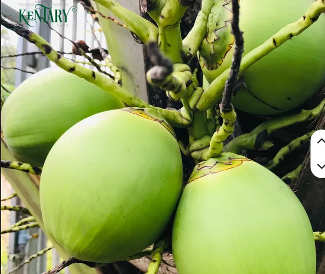 Premium Organic Young Green Coconuts with Husk