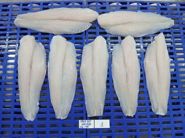 Catfish Image 1