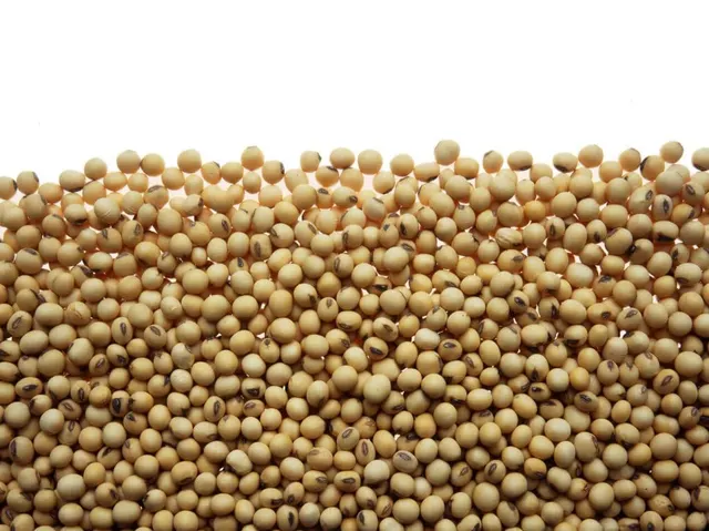 Soybeans Image 2