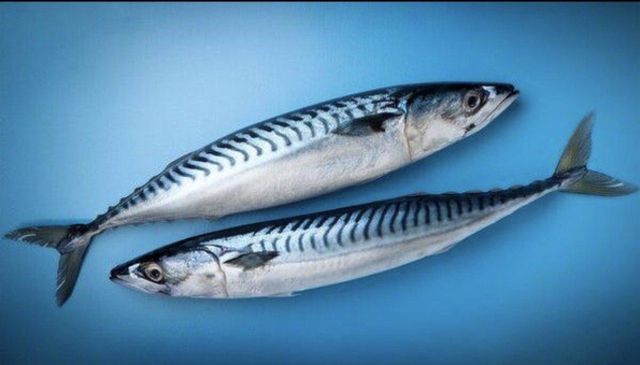 Atlantic Spanis Mackrel - Sliced