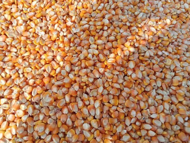 Yellow Corn Image 1