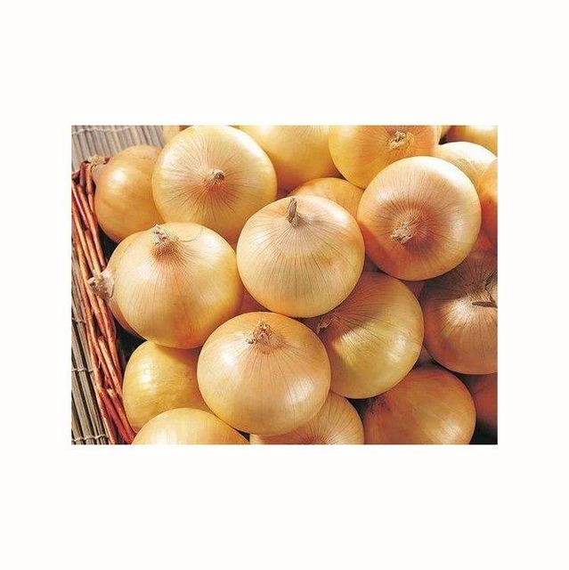 Yellow Onion Image 1