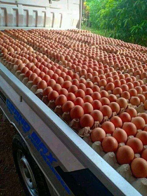 Premium Eggs Image 3