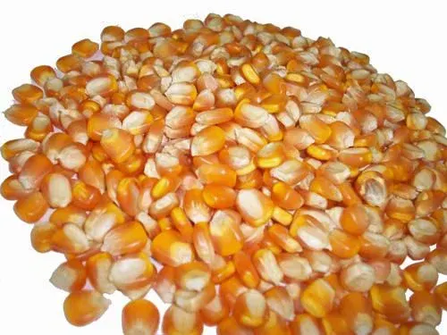 Yellow Corn Kernel