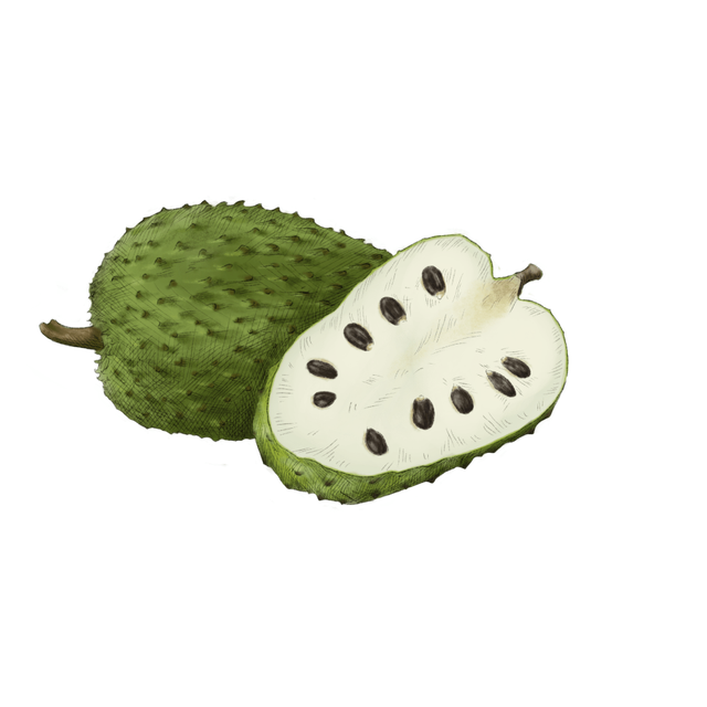 Soursop fruit - premium quality, firm texture