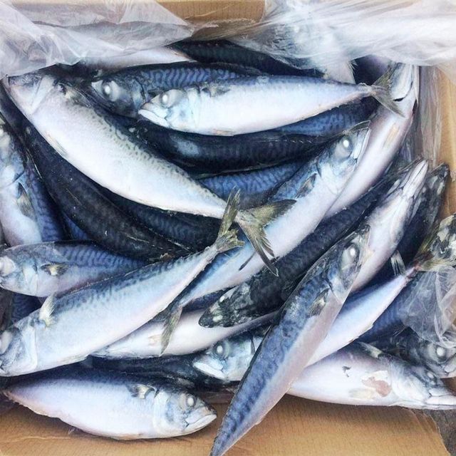 Atlantic Salmon in Packaging