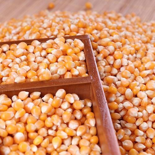 Yellow Corn Image 1