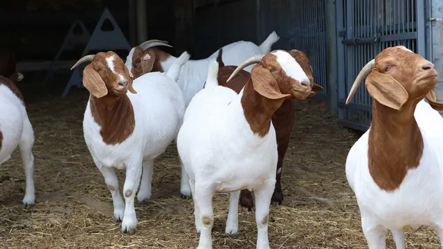 Sheep herd resting in field