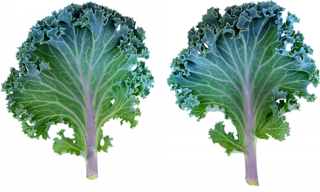 Kale in Packaging