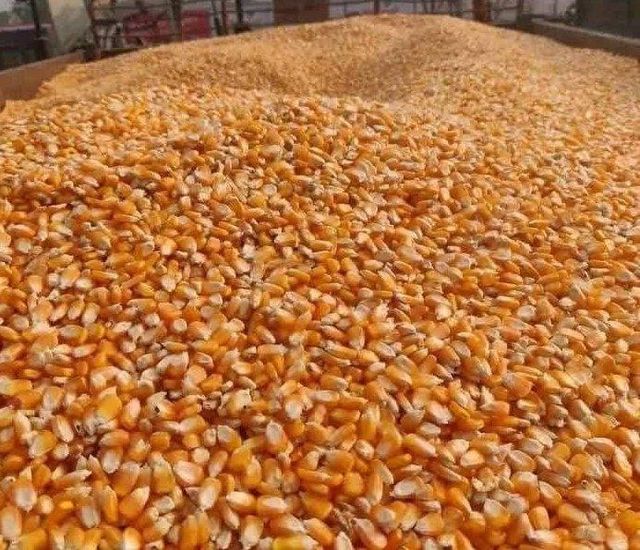 Yellow Corn Maize Quality