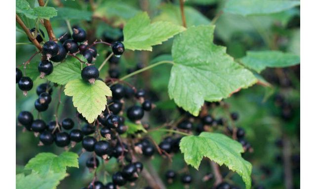 Frozen Blackcurrant Image 3