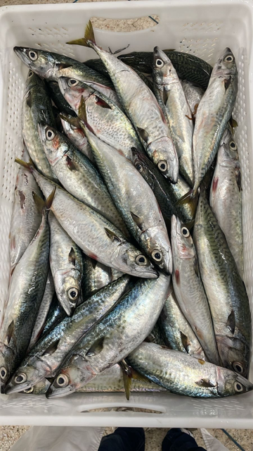 Atlantic Spanis Mackrel - Fresh Product