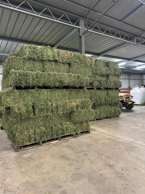 Premium Alfalfa Hay